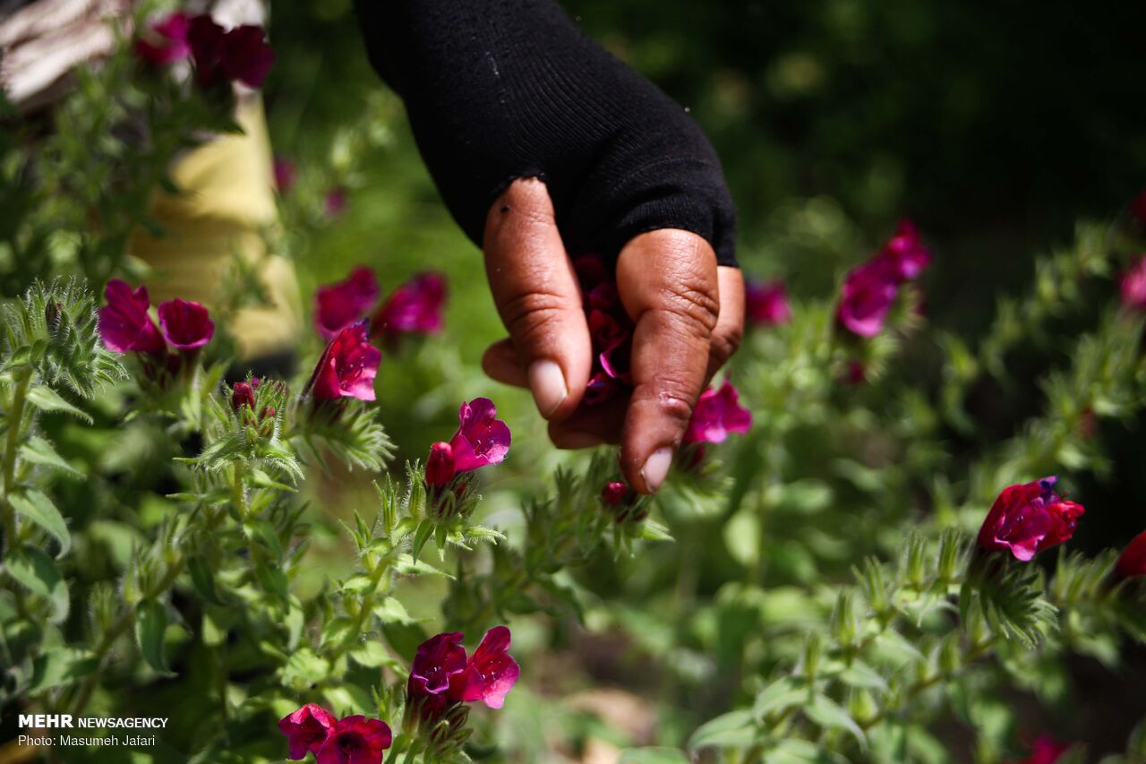 برداشت گل‌ گاو زبان