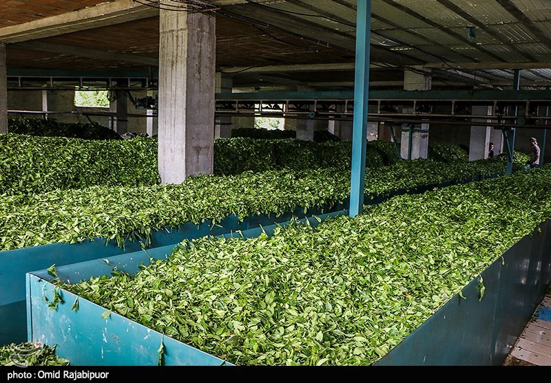 برداشت چای بهاره -گیلان