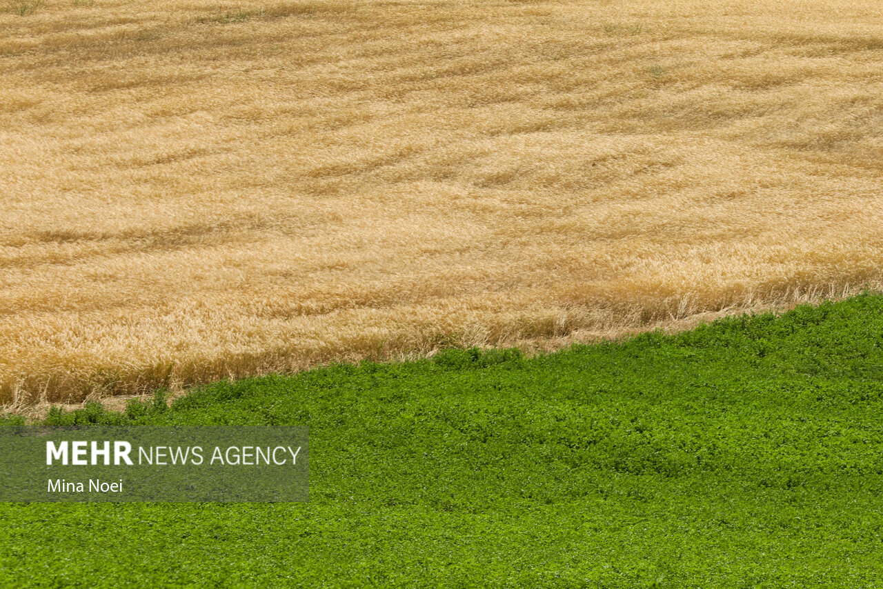جشن برداشت گندم - هشترود