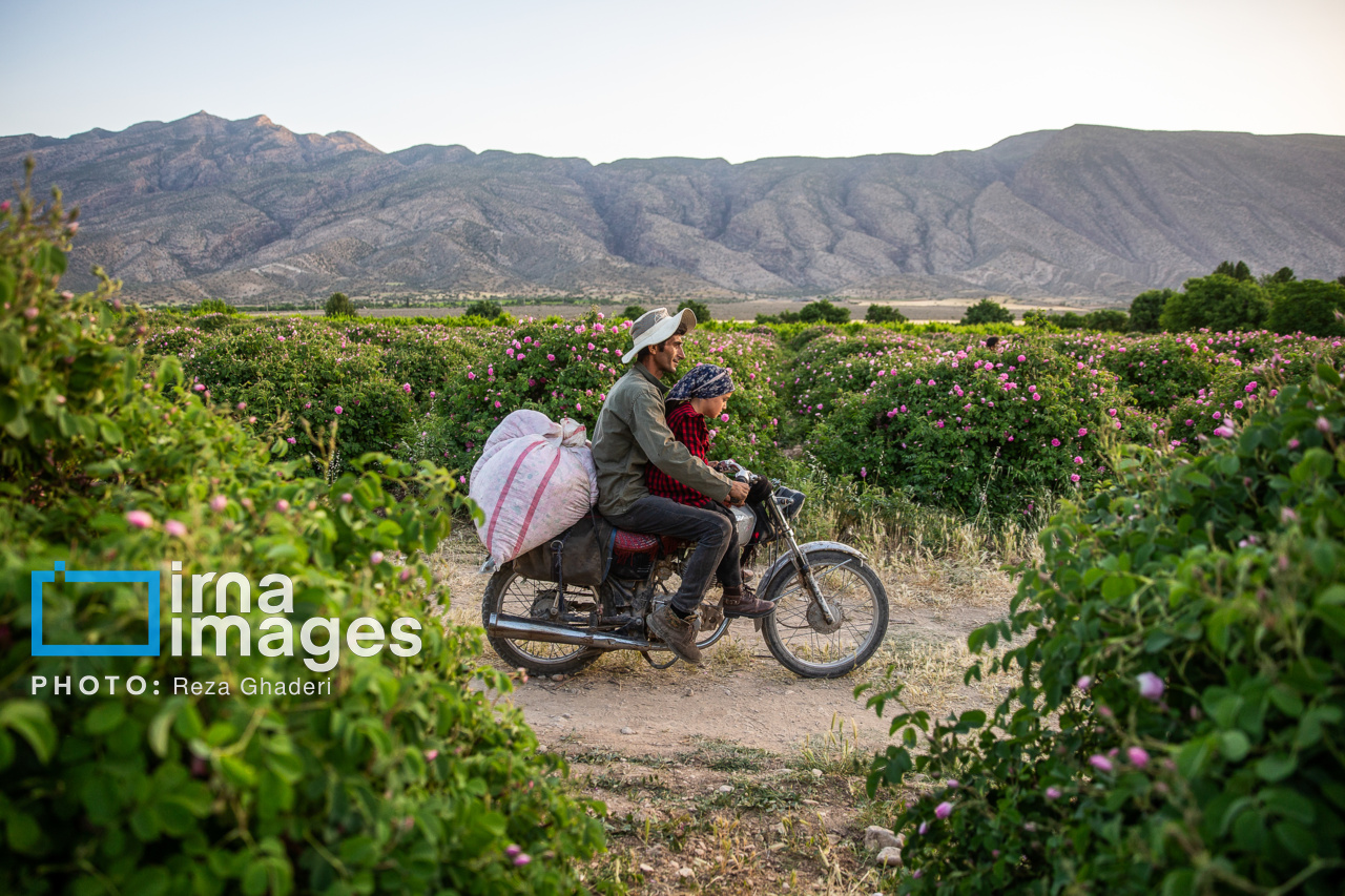 گل و گلاب میمند