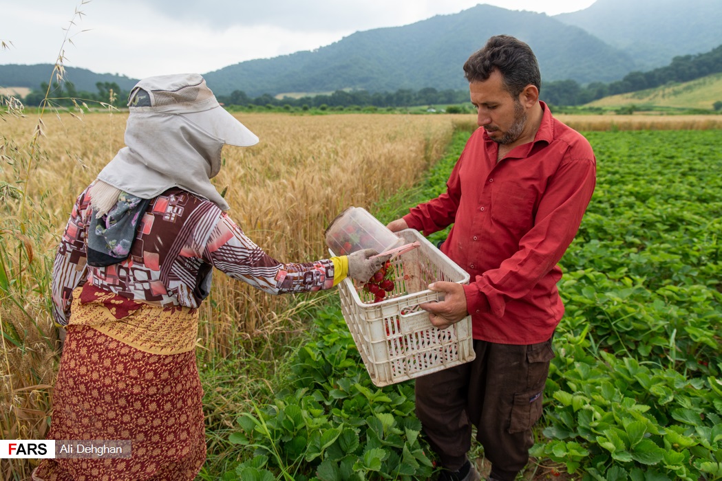 برداشت توت‌فرنگی