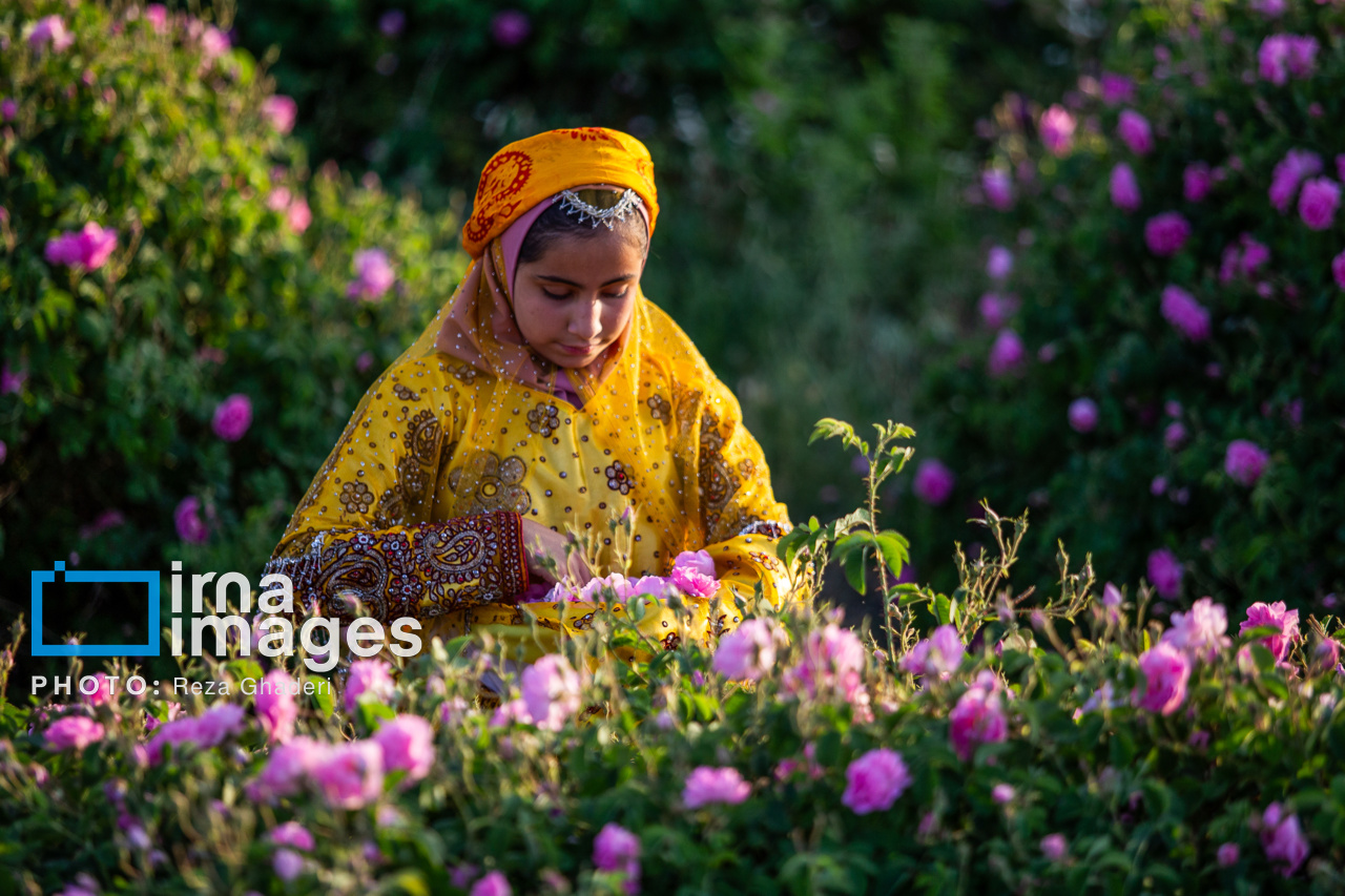 گل و گلاب میمند