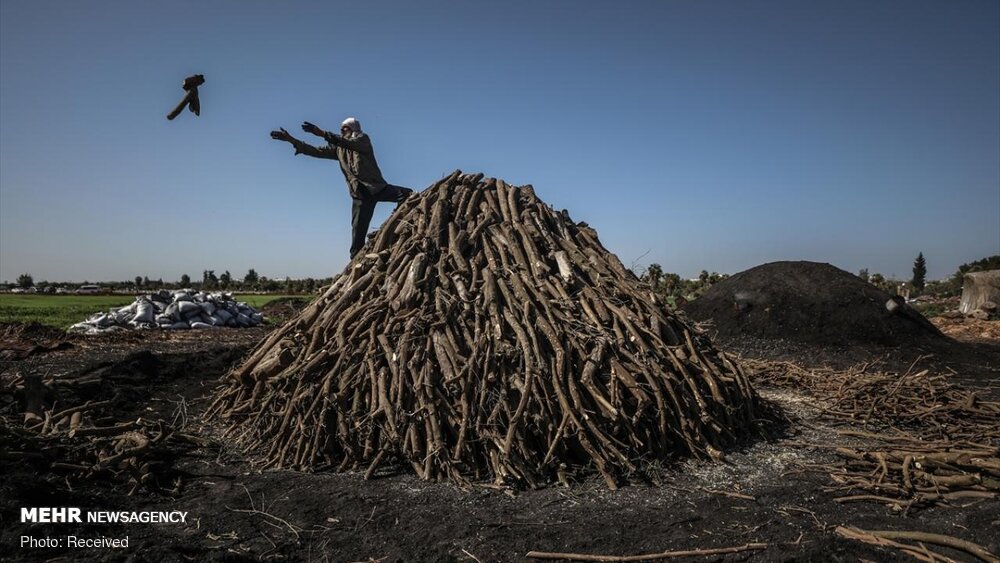 تولید زغال در غزه