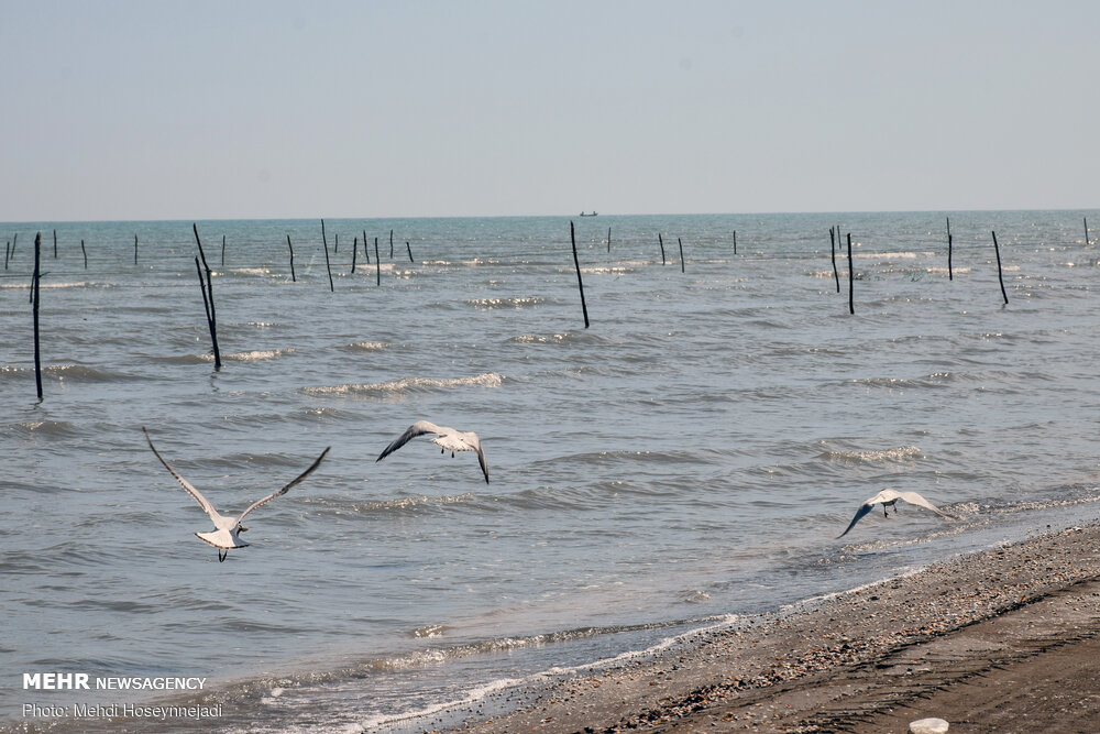 تورهای غیر مجاز ماهیگیری 