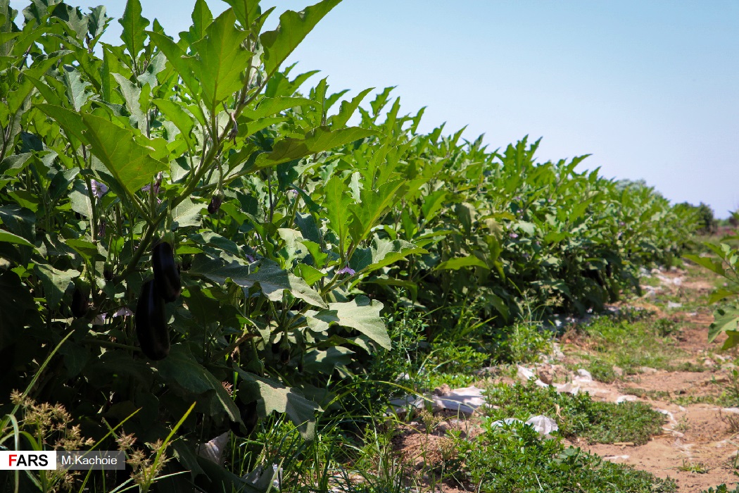 برداشت صیفی جات در ورامین