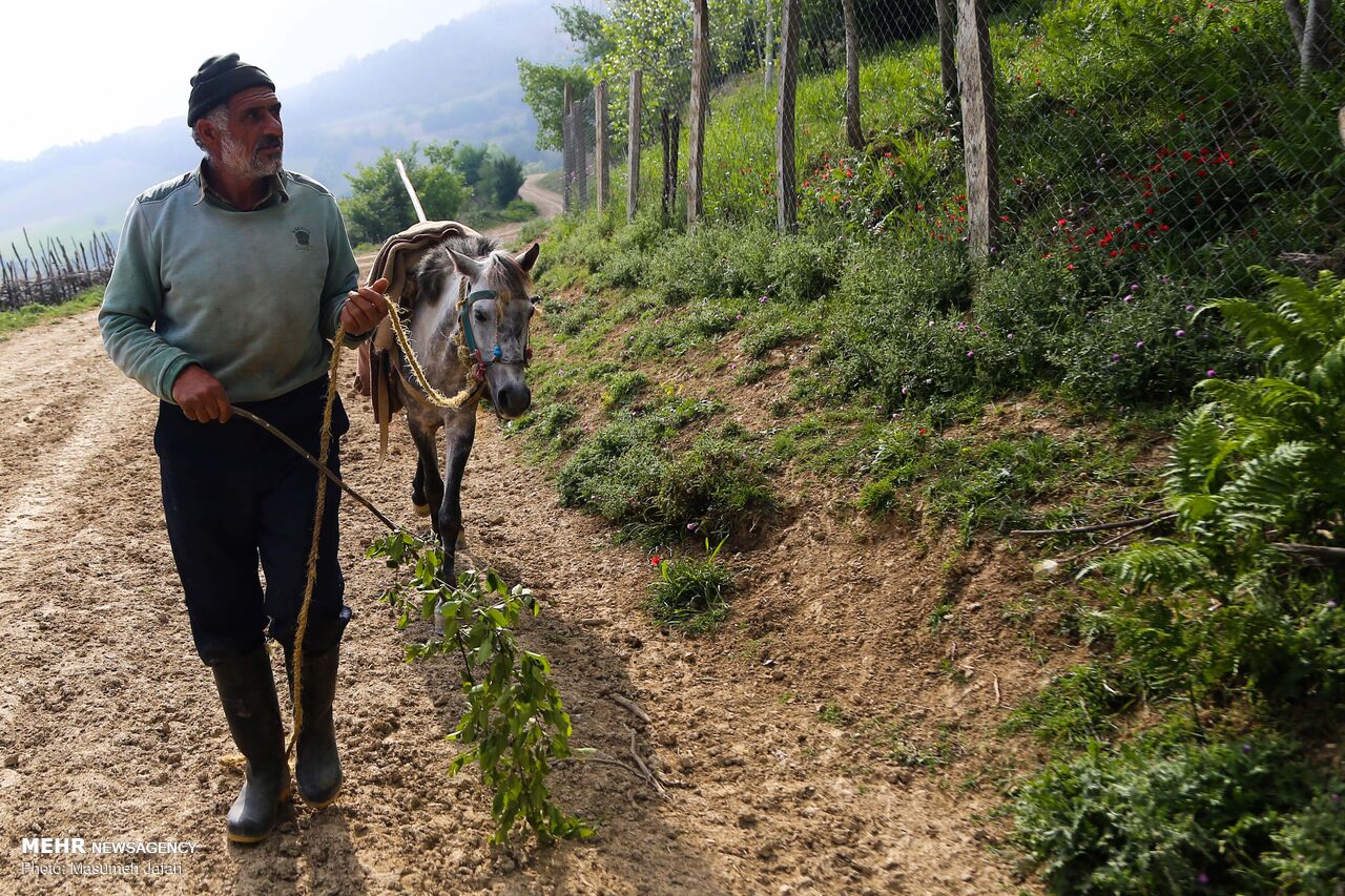 برداشت گل‌ گاو زبان