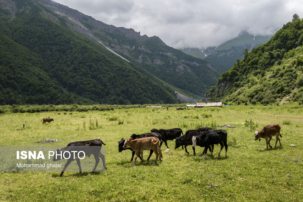 دشت دریاسر در تنکابن