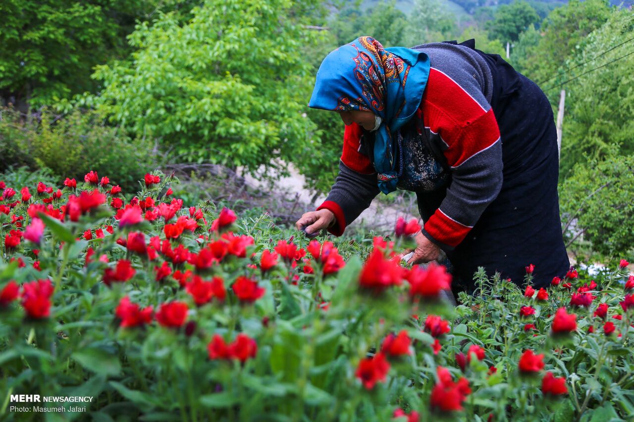برداشت گل‌ گاو زبان