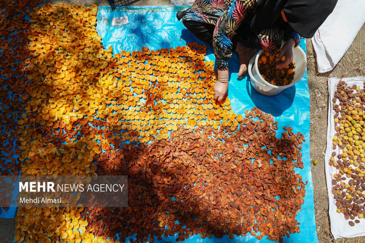 خشک کردن سنتی زردآلو