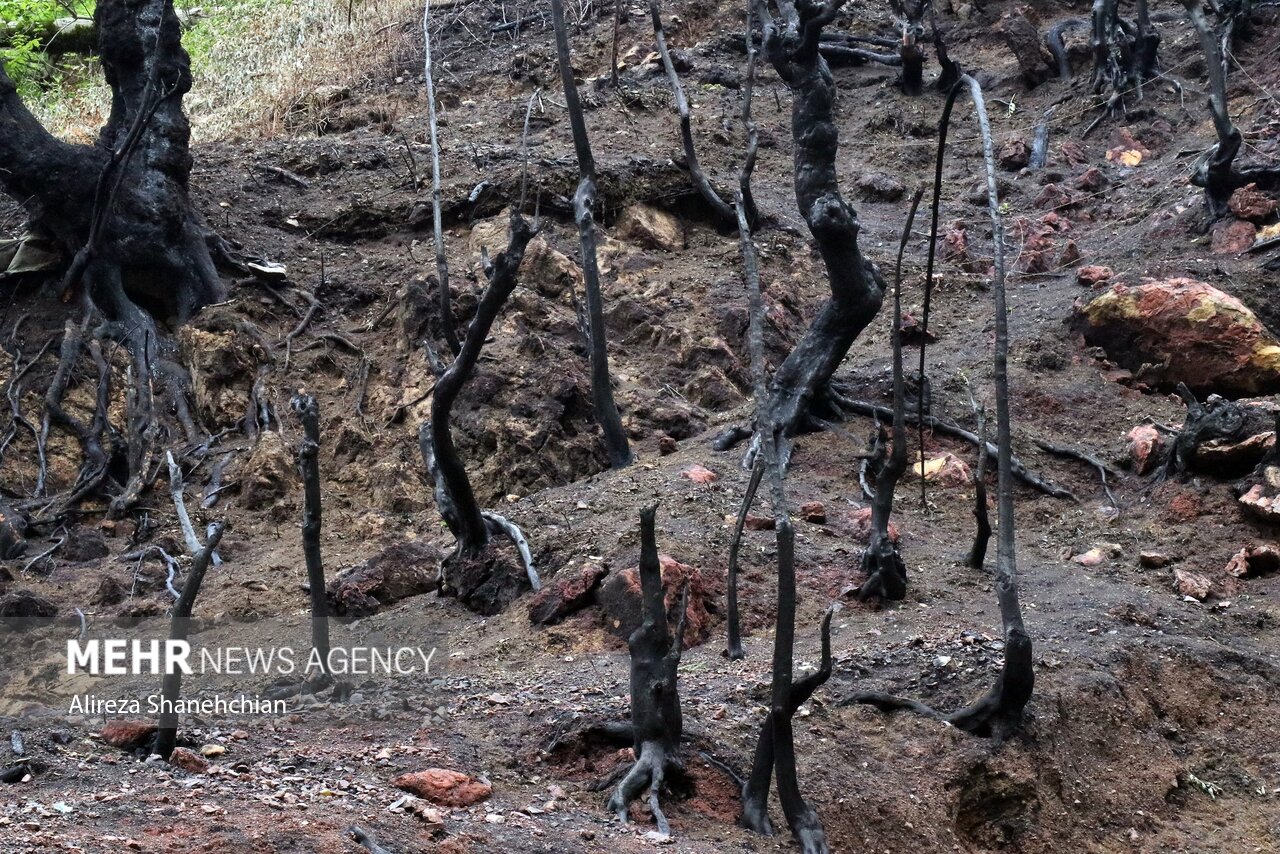 شهرک امامزاده ابراهیم(ع) شفت