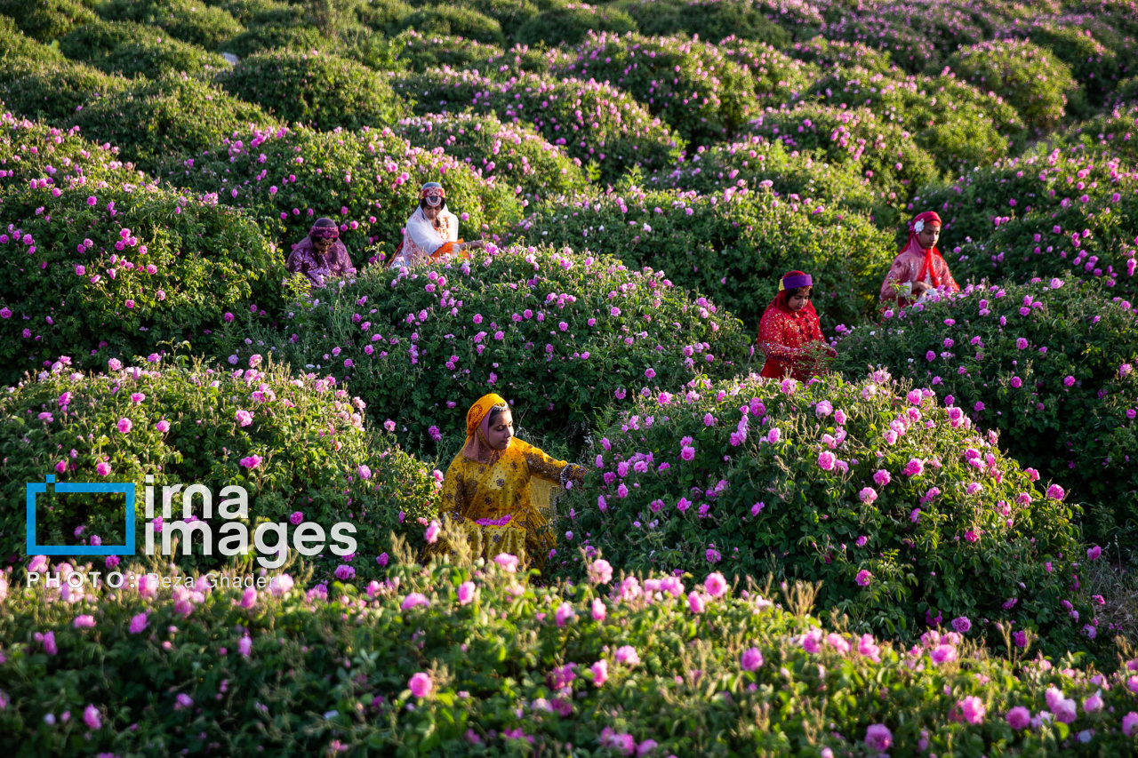 گل و گلاب میمند