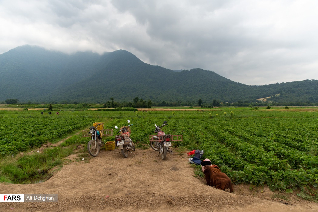 برداشت توت‌فرنگی