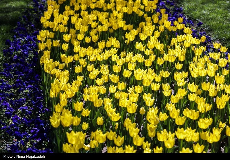 جشنواره گل های لاله- مشهد