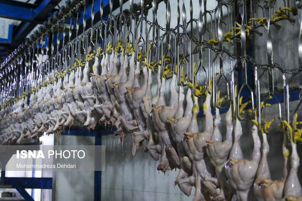 مرغ از کشتار تا بازار