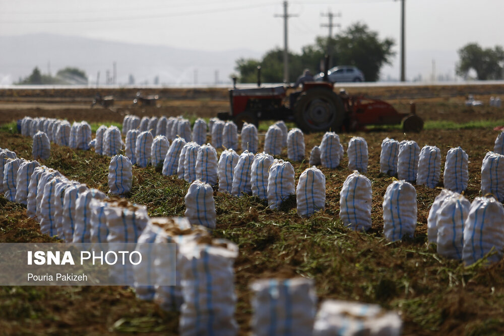 برداشت سیب زمینی