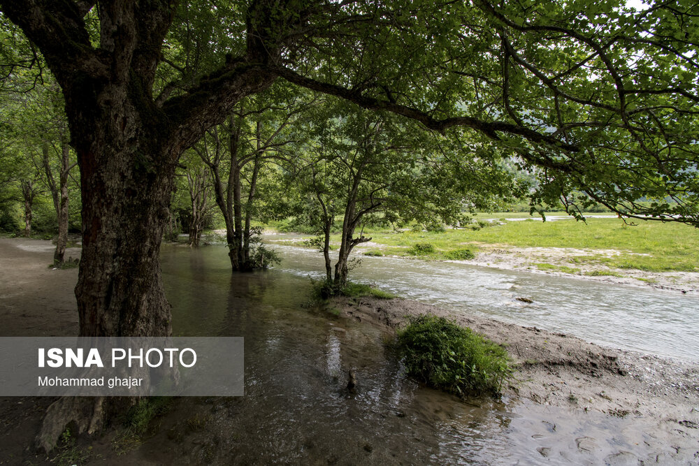 دشت دریاسر در تنکابن