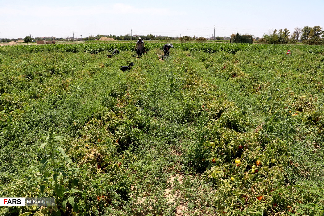 برداشت صیفی جات در ورامین