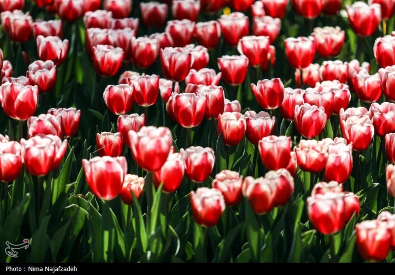 جشنواره گل های لاله- مشهد