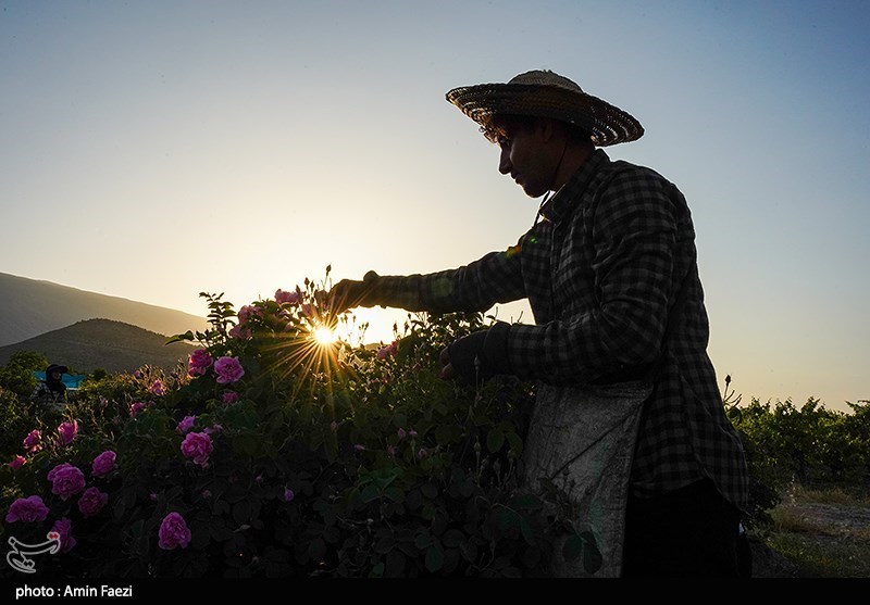 برداشت گل محمدی از باغات میمند فارس
