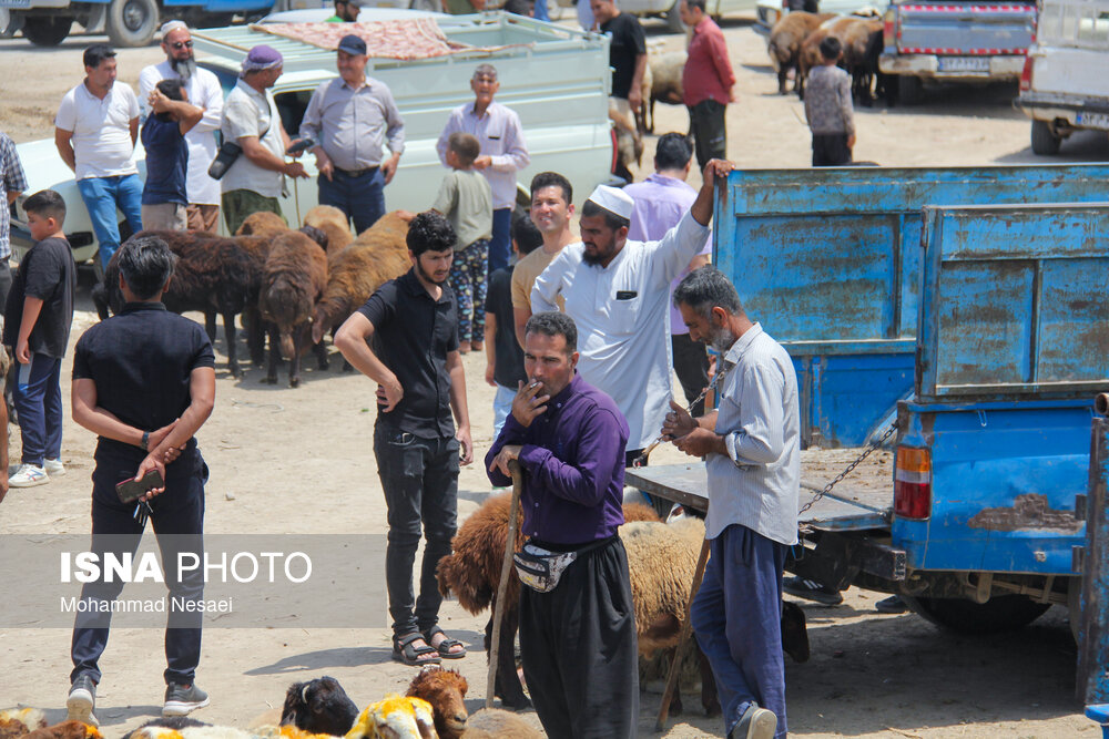 بازار خرید عید قربان در ترکمن صحرا
