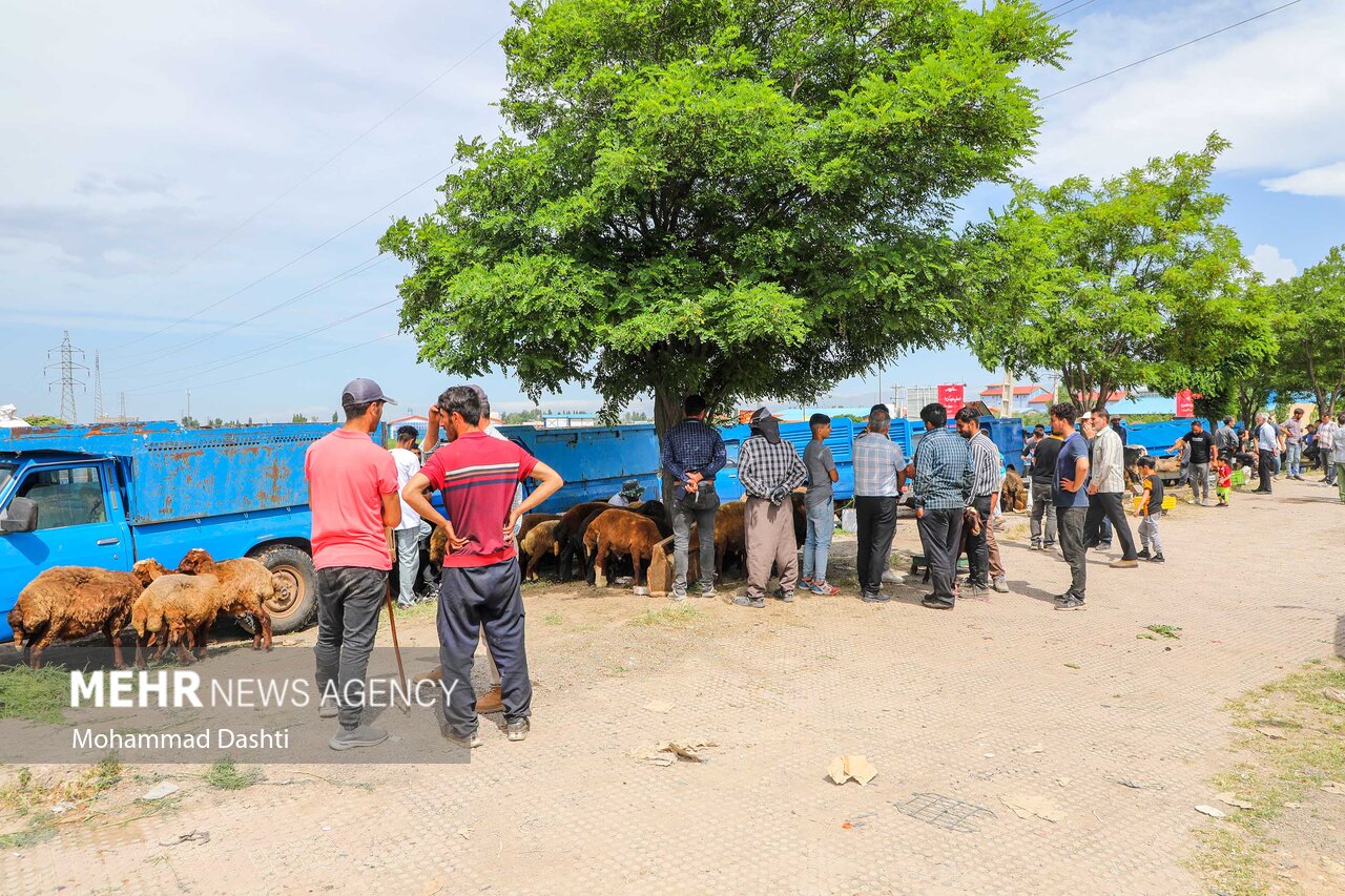 بازار فروش دام عید قربان در اردبیل