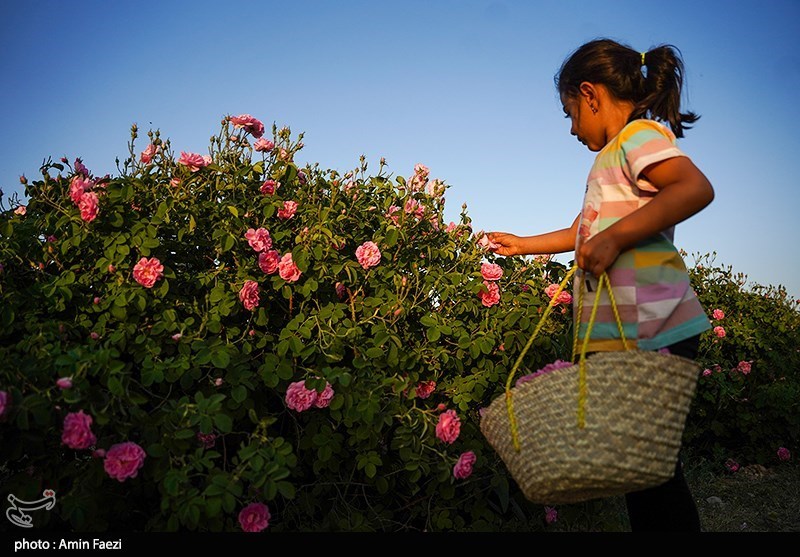 برداشت گل محمدی از باغات میمند فارس