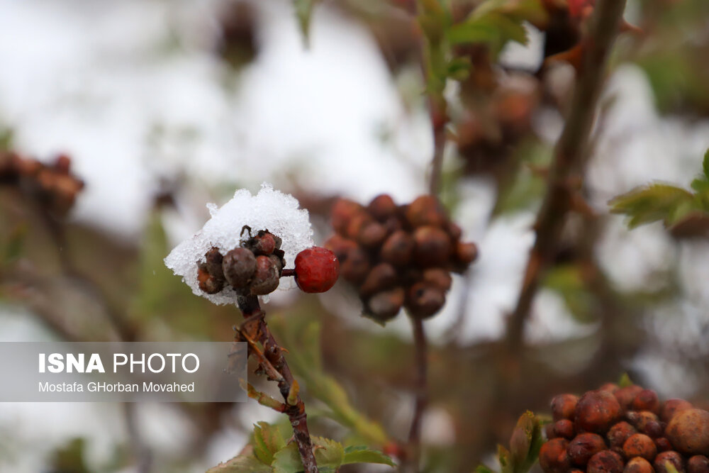 بارش برف بهاری - اهر