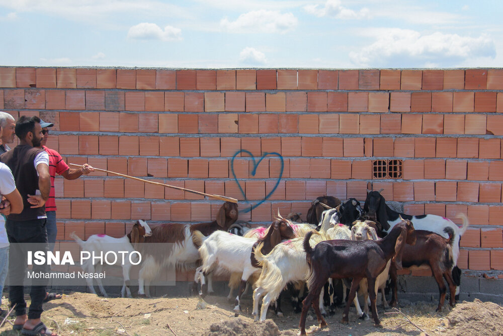 بازار خرید عید قربان در ترکمن صحرا