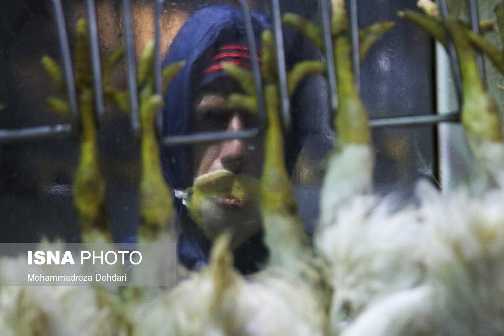 مرغ از کشتار تا بازار