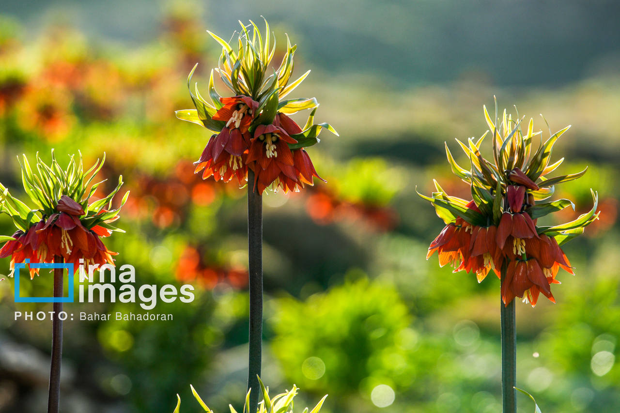 دشت لاله‌های واژگون کاکان