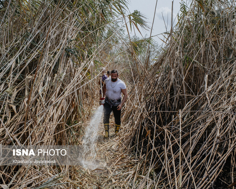 آتش‌سوزی در مرداب انزلی