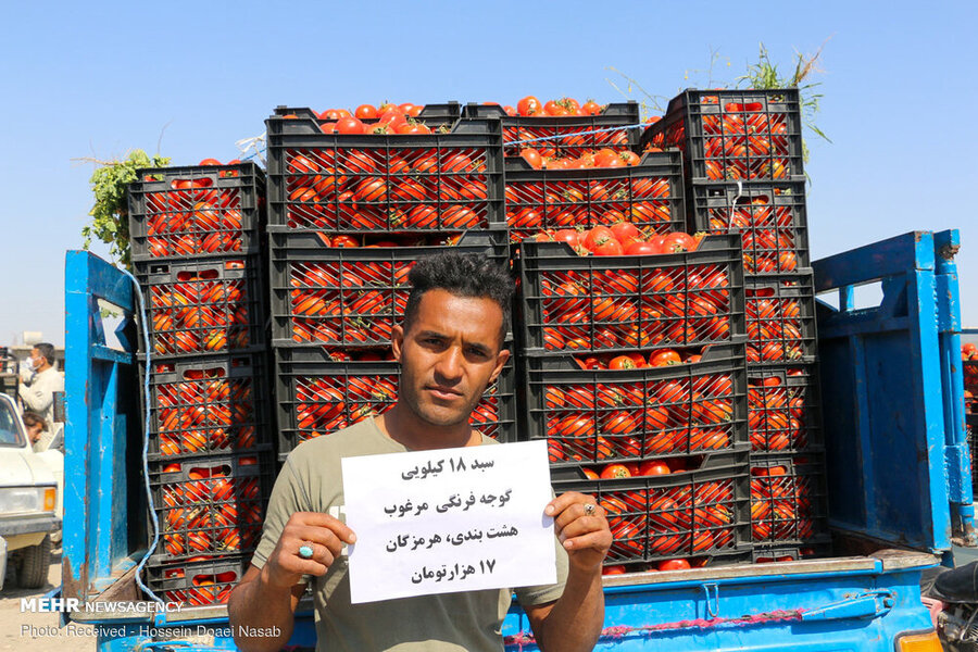 گوجه‌فرنگی 