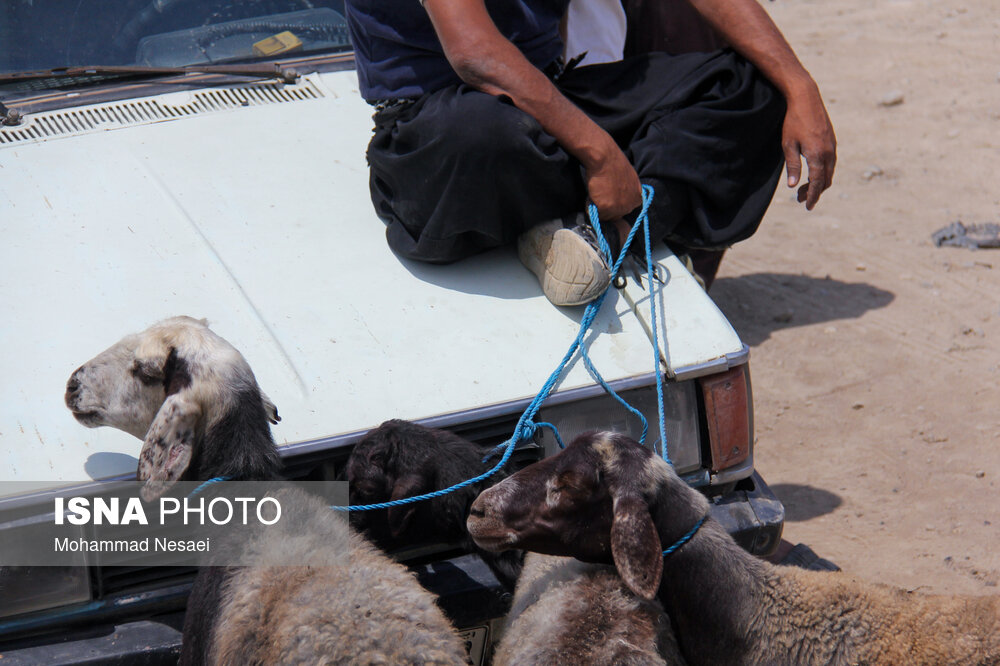 بازار خرید عید قربان در ترکمن صحرا