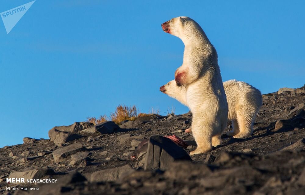 خرس‌های سفید قطبی