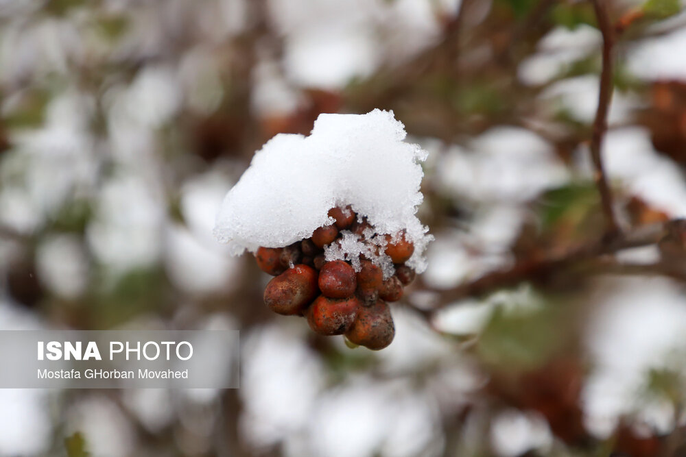 بارش برف بهاری - اهر