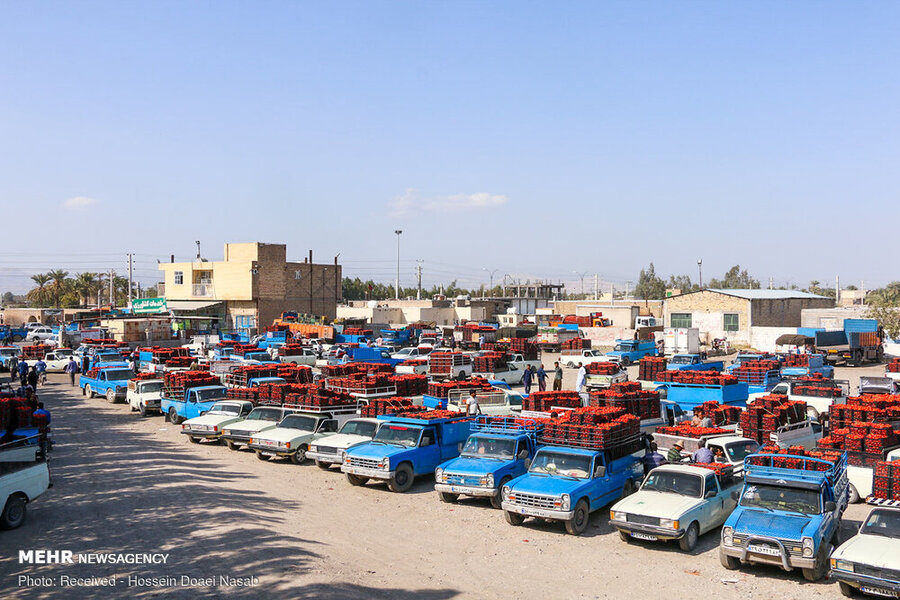 گوجه‌فرنگی 