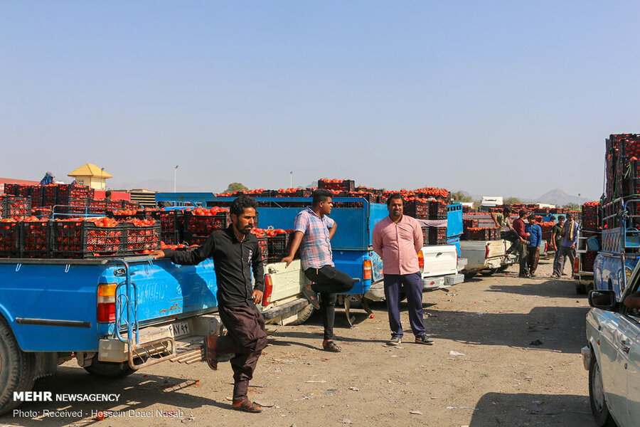 گوجه‌فرنگی 