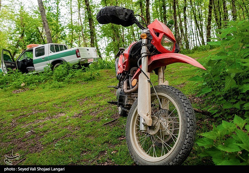 ورود دستگاه قضایی به موضوع قطع درختان جنگلی در کیاسر - مازندران