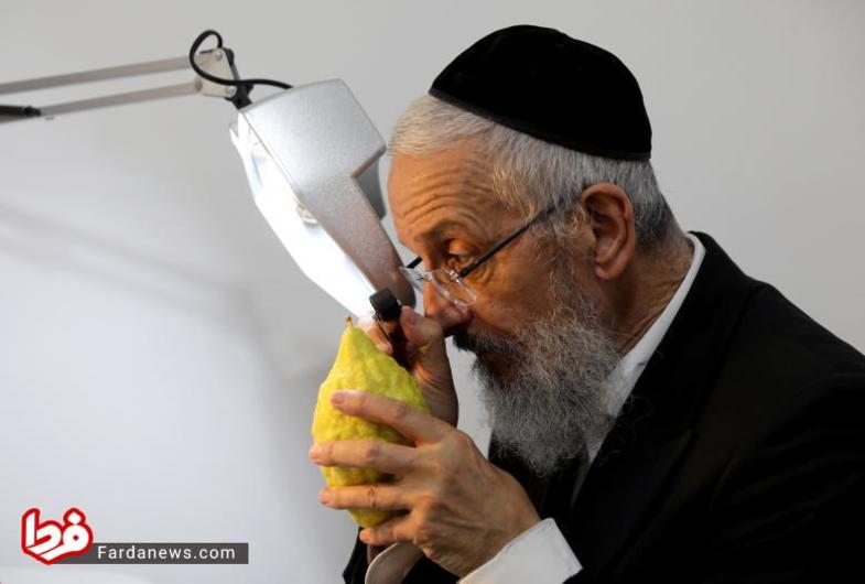 عالم یهودی ارتدکس در حال بررسی میوه ترنج که در این جشن نماد خاص خود را دارد.