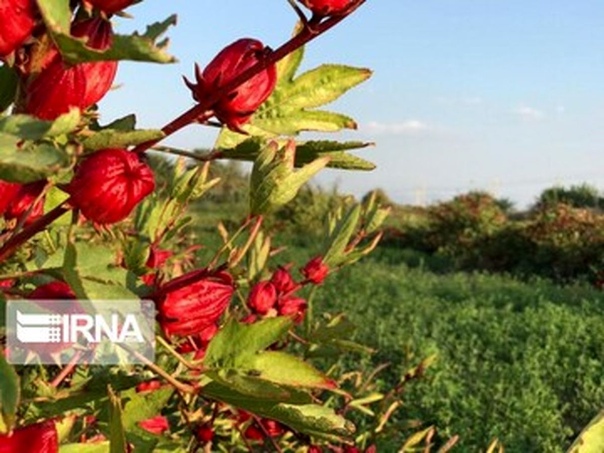چربیسوزی شکم با مصرف این داروی گیاهی