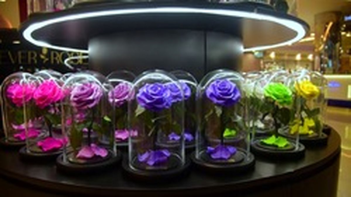 گلهای رز طبیعی با ۲۰ سال عمر +تصاویر