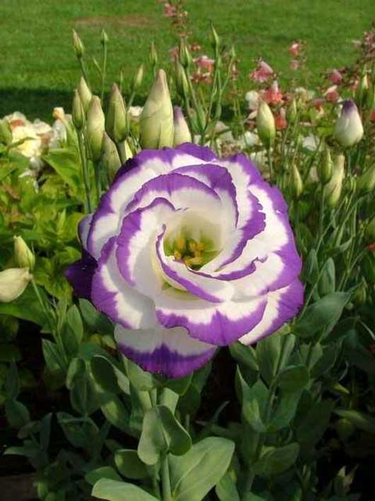 گرانترین گلهای جهان/تصاویر