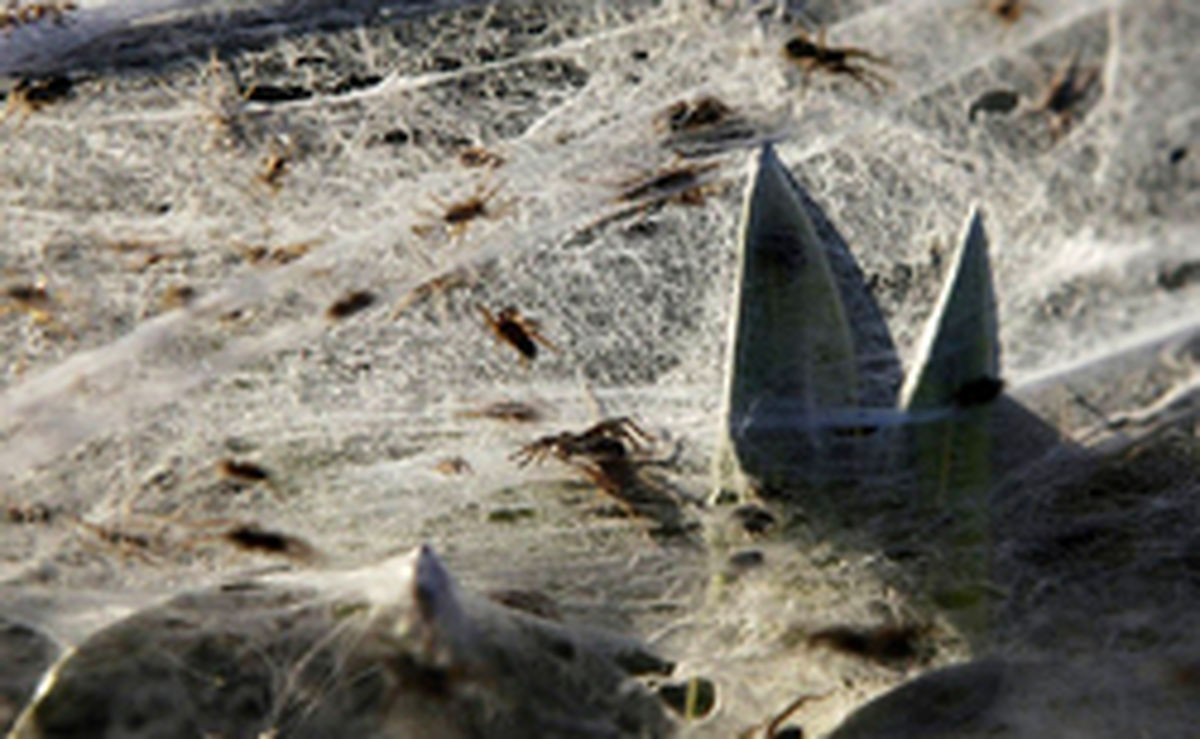 تصاویر: مجتمع مسکونی ترسناک عنکبوت‌ها!