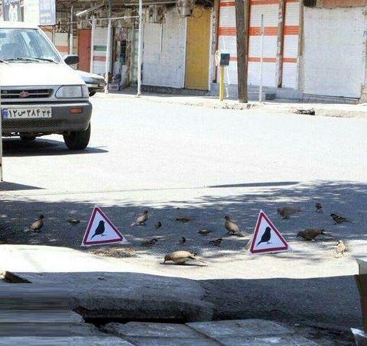 عکس: ایستگاه استراحت و تغذیه برای پرندگان در شوش