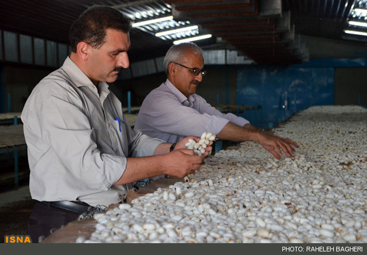 تصاویر/کارگاه تولید پیله کرم ابریشم-گیلان