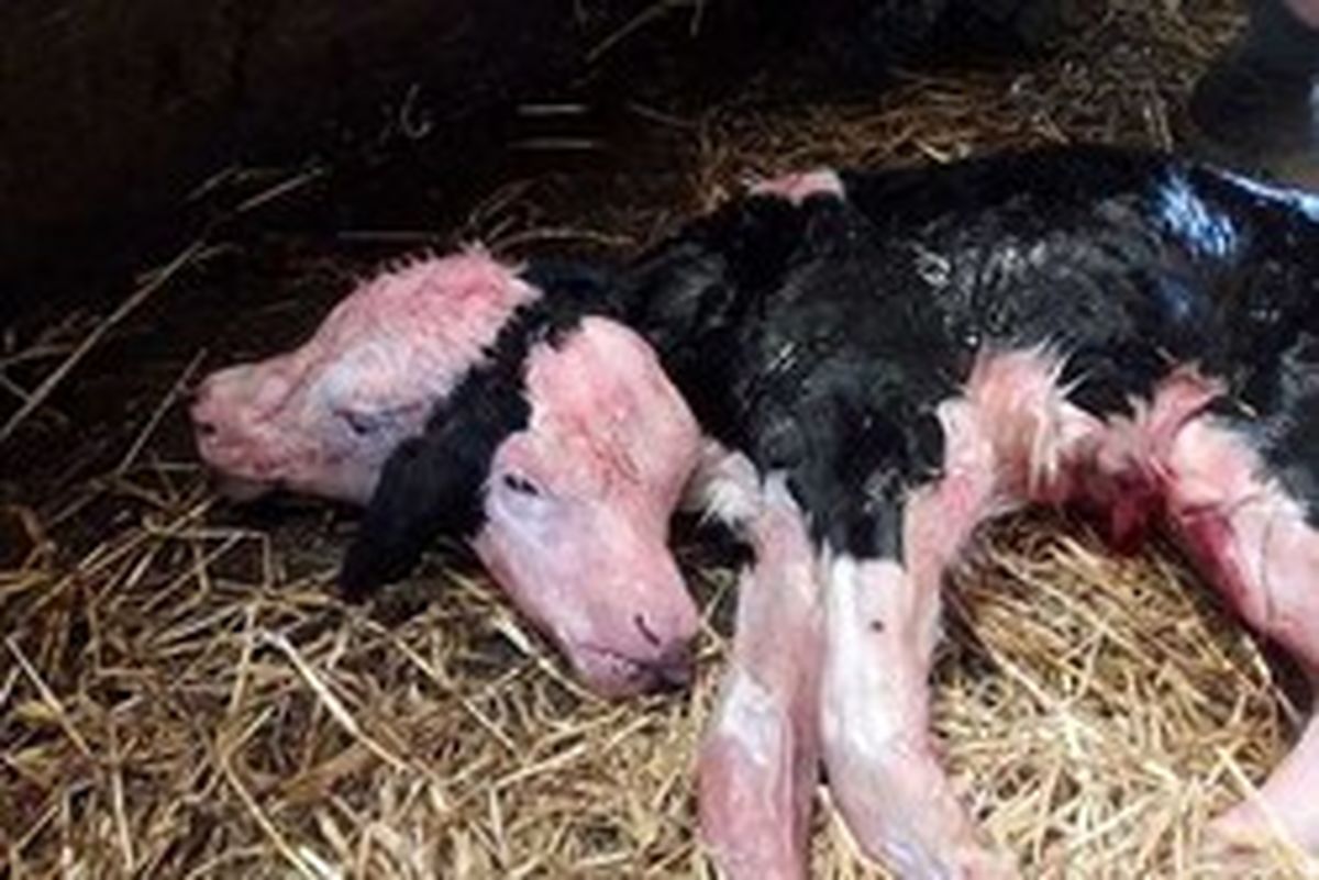 گوساله دوسر خبر ساز شد +عکس