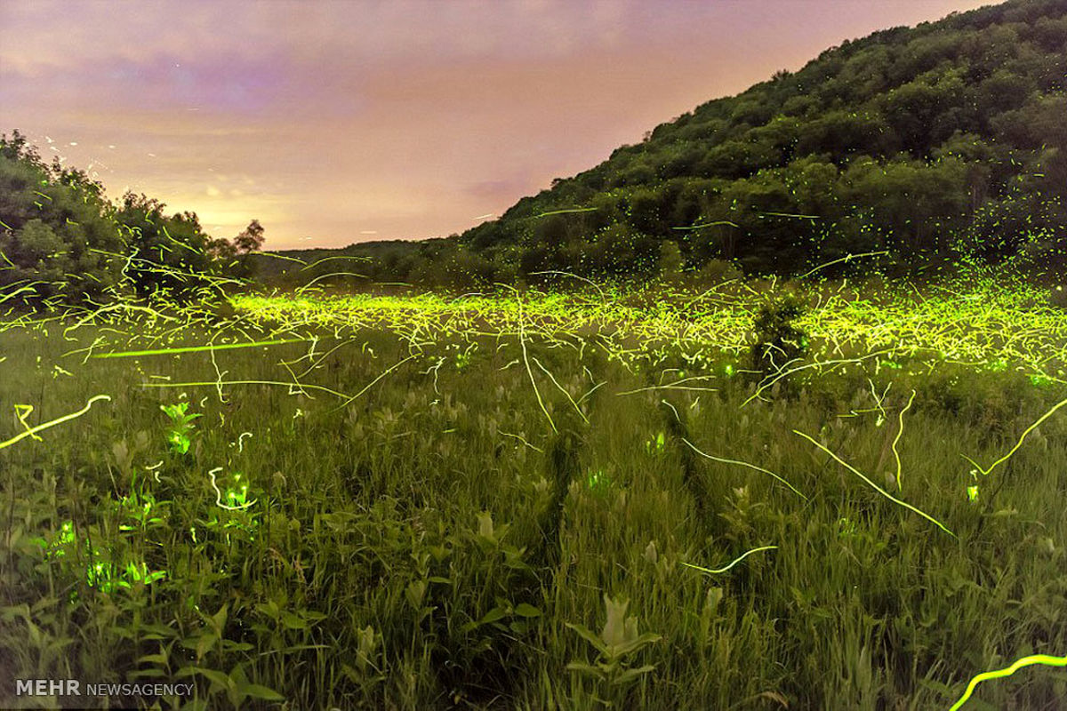 تصاویر: نمایش زیبای کرمهای شبتاب