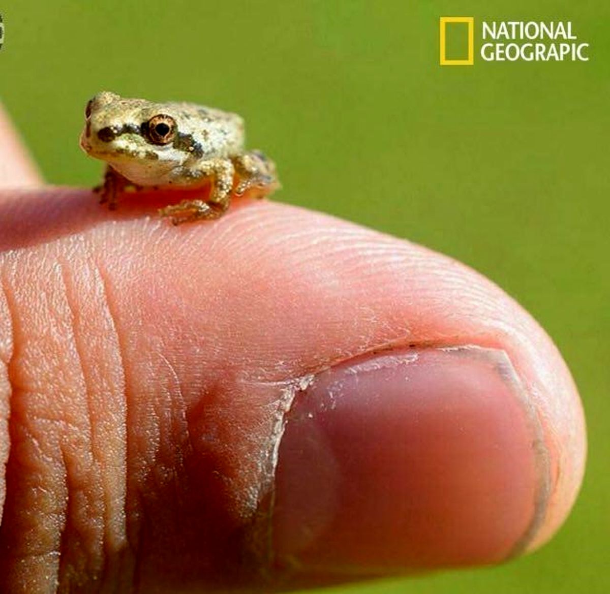 کوچکترین قورباغه جهان +عکس