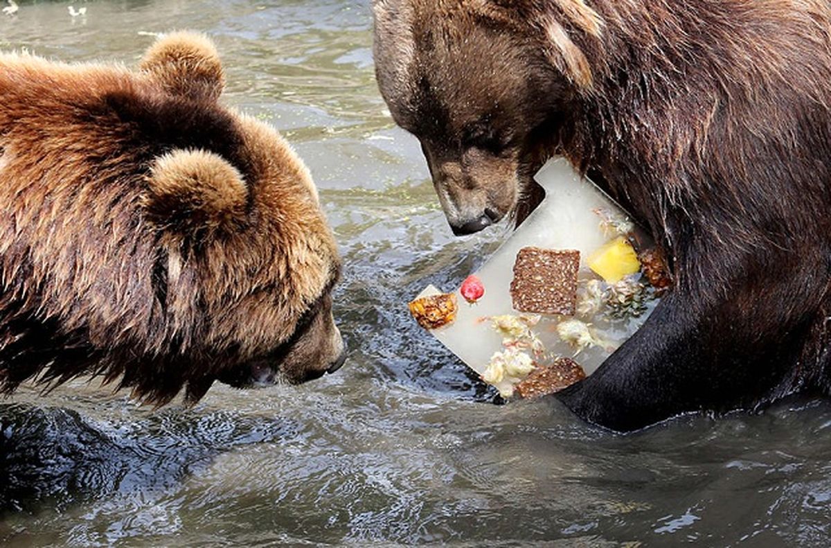 یک وعده غذای کامل در باغ وحش/عکس