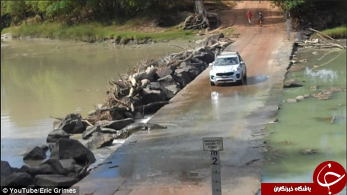 چرا کروکودیل‌ها از خیابان‌ها رد نمی‌شوند؟ +تصاویر